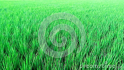 Paddy crops field young rice plants background Stock Photo