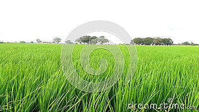 Paddy crops field young rice plants near village Stock Photo