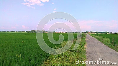 Paddy crops green field close up Stock Photo