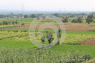 Paddy farm Rice agriculture growth countryside Probolinggo Indonesia Stock Photo