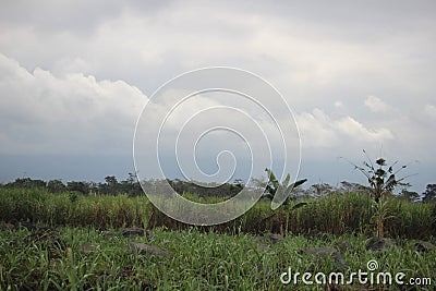 Paddy farm Rice agriculture growth countryside Probolinggo Indonesia Stock Photo