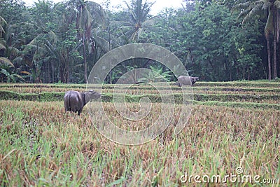 Paddy farm Rice agriculture growth countryside Probolinggo Indonesia Stock Photo