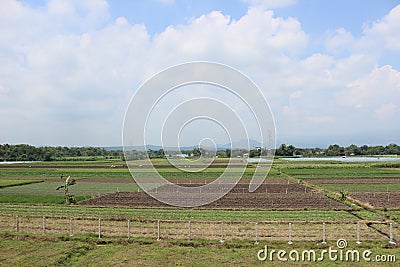Paddy farm Rice agriculture growth countryside Probolinggo Indonesia Stock Photo