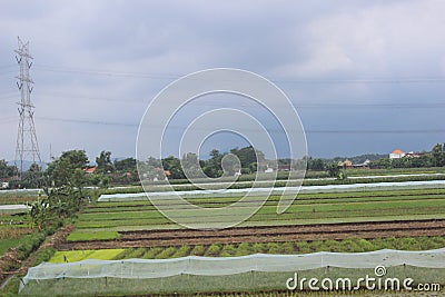 Paddy farm Rice agriculture growth countryside Probolinggo Indonesia Stock Photo