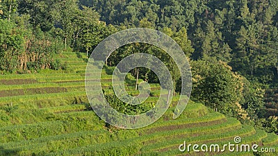 Paddy farming using the terracing method Stock Photo