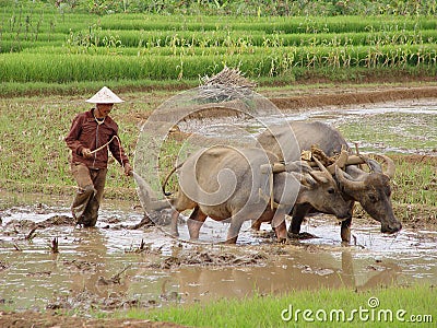 On the Paddy-field Editorial Stock Photo