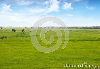 Paddy field Stock Photo