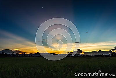 Paddy field Beautiful landscape Sunrise Sunset. Editorial Stock Photo