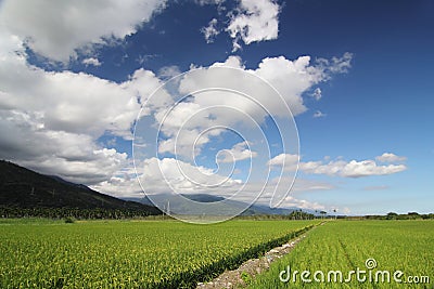 Paddy Field with Blue Sky 02 Stock Photo
