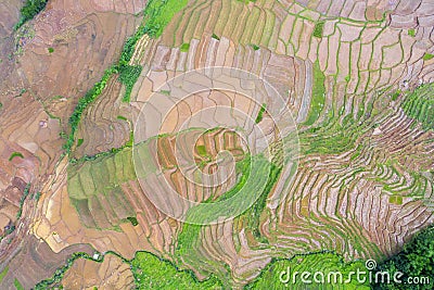 Paddy field with brown land before planted Stock Photo