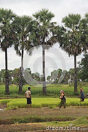 Paddy Field In Cambodia Editorial Stock Photo