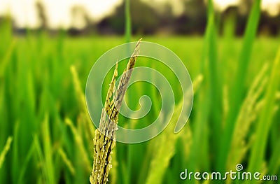 Paddy field Close Shot Stock Photo