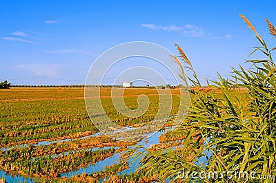 Paddy field in Delta del Ebro, in Catalonia, Spain Stock Photo