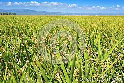 Paddy field in the Ebro Delta, in Catalonia, Spain Stock Photo