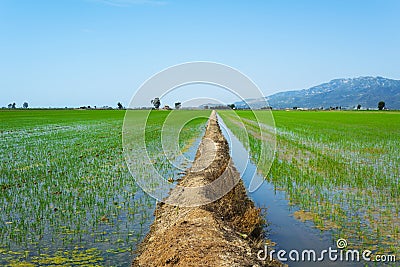 Paddy field in the Ebro Delta in Deltebre, Spain Stock Photo