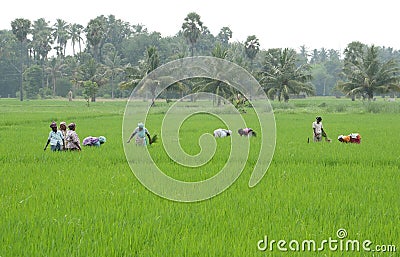 PADDY FIELD Editorial Stock Photo