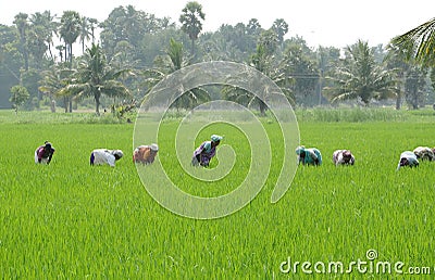 PADDY FIELD Editorial Stock Photo