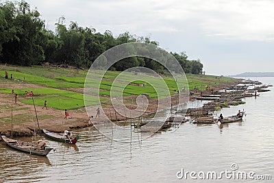 Paddy Field On Mekong Riverbank Editorial Stock Photo