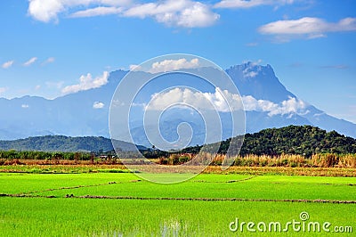 Paddy field and Mt. Kinabalu view in Kota Belud, Sabah. Stock Photo
