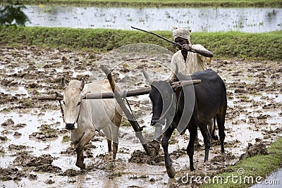 Paddy field near Karaikudi - Tamil Nadu - India Editorial Stock Photo