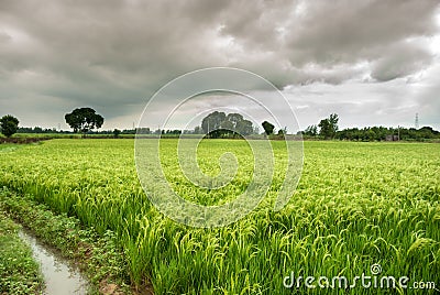 Paddy Field Stock Photo