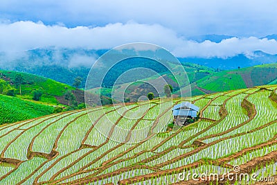 Paddy field Stock Photo