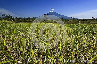 Paddy field Stock Photo