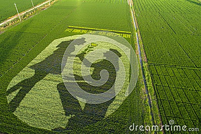 Paddy fields in a rural area of Huai `an city, Jiangsu Province, China Editorial Stock Photo