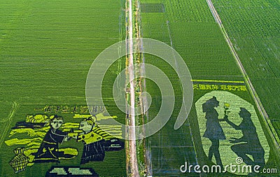 Paddy fields in a rural area of Huai `an city, Jiangsu Province, China Editorial Stock Photo