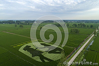 Paddy fields in a rural area of Huai `an city, Jiangsu Province, China Editorial Stock Photo