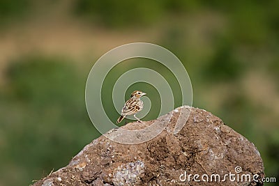 Paddy Field Pipit bird on a rock Stock Photo