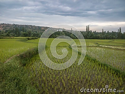 Paddy field Stock Photo