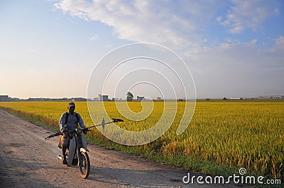 Paddy field in Sekinchan, Malaysia Editorial Stock Photo