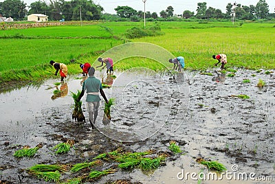 Paddy field in Tamil Nadu, India Editorial Stock Photo