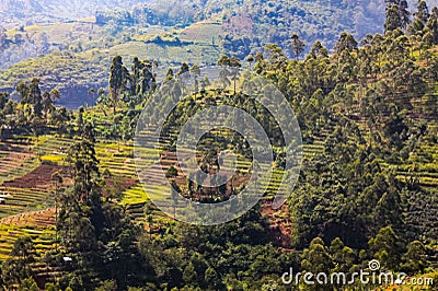 Paddy field in the valley Stock Photo