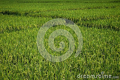 Paddy field with vanishing point, abstract composition, green nature concept background Stock Photo