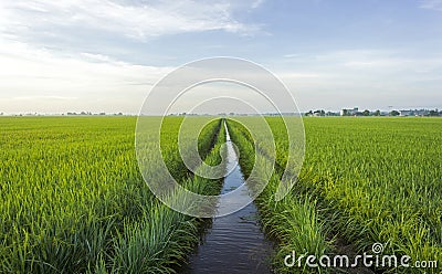 Paddy field Stock Photo