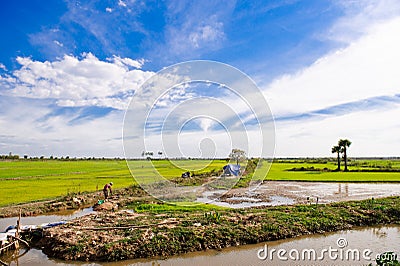 Paddy Fields in Cambodia Stock Photo