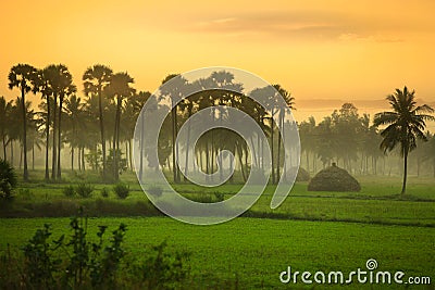 Paddy fields landscape in Andhra pradesh Stock Photo