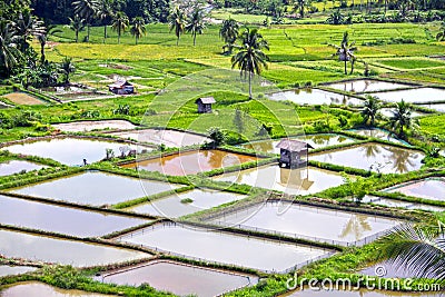 PADDY FIELDS Stock Photo