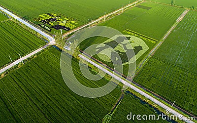 Paddy fields in a rural area of Huai `an city, Jiangsu Province, China Editorial Stock Photo