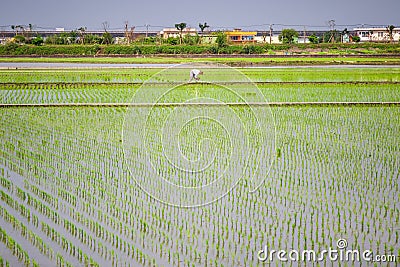 Paddy fields with transplanted seedlings in Yilan County, Taiwan Stock Photo