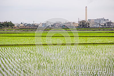 Paddy fields with transplanted seedlings in Yilan County, Taiwan Stock Photo