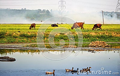 Paddy get fiired and fire fighting teams trying to stop fire Editorial Stock Photo