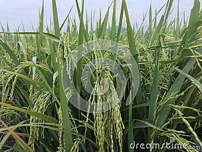 Paddy Grains Stock Photo