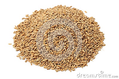 Paddy grains Stock Photo