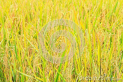 Paddy green and gold Rice Fields Stock Photo