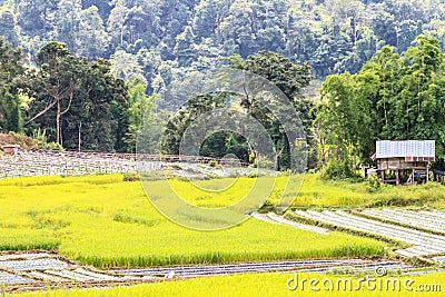 Paddy green and gold Rice Fields Stock Photo