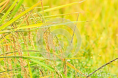 Paddy green and gold Rice Fields Stock Photo