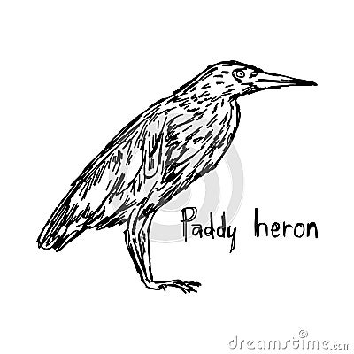 Paddy heron - vector illustration sketch hand drawn Vector Illustration